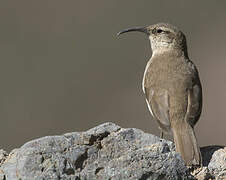 Buff-breasted Earthcreeper