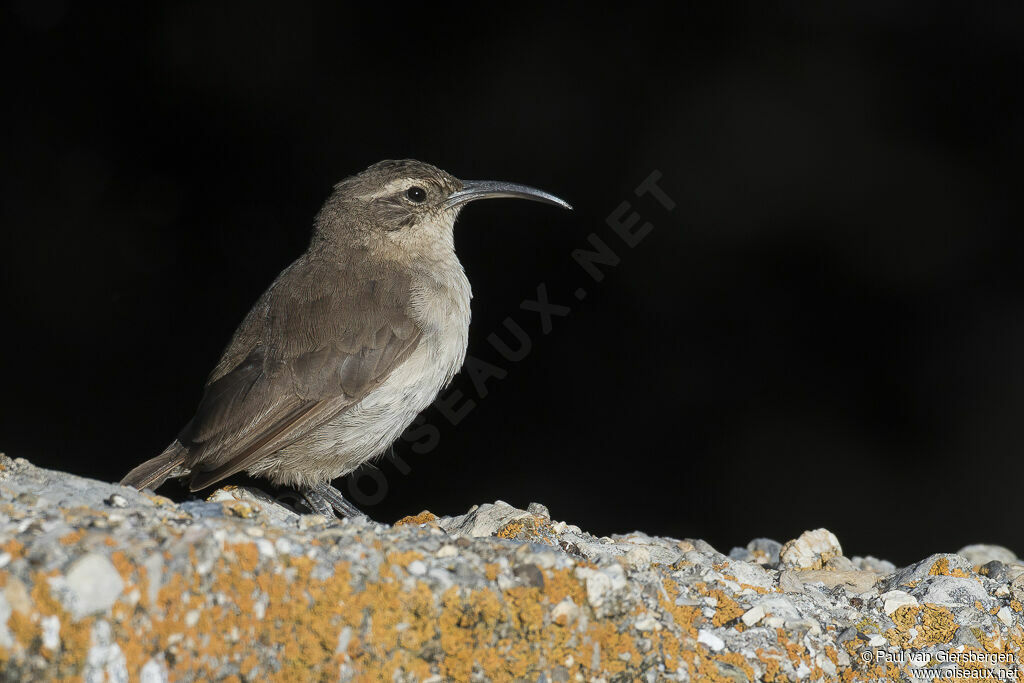 Buff-breasted Earthcreeperadult