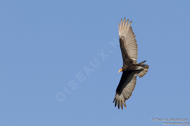 Lesser Yellow-headed Vulture