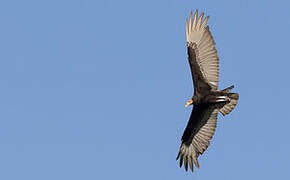 Lesser Yellow-headed Vulture