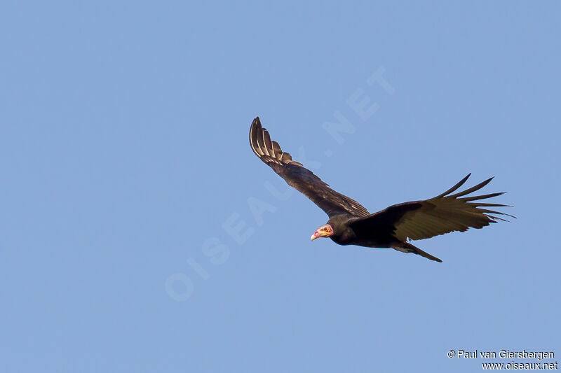 Lesser Yellow-headed Vulture