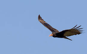 Lesser Yellow-headed Vulture