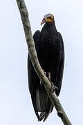 Lesser Yellow-headed Vulture