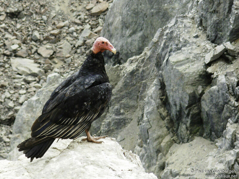 Turkey Vulture