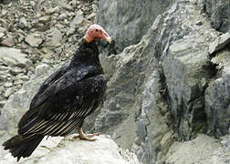 Turkey Vulture