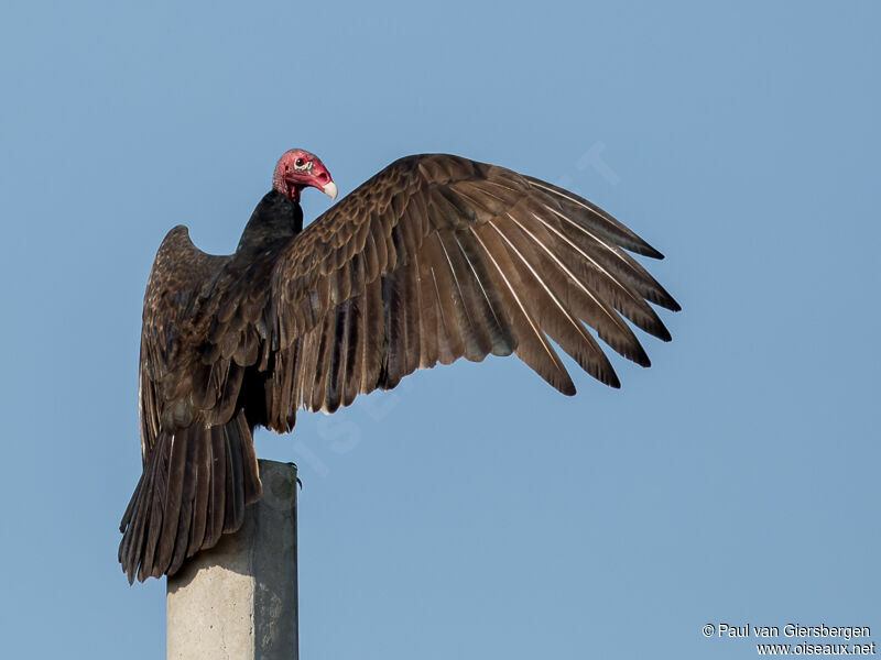 Turkey Vulture