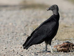 Black Vulture