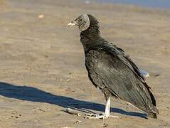 Black Vulture