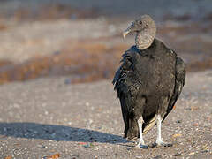 Black Vulture