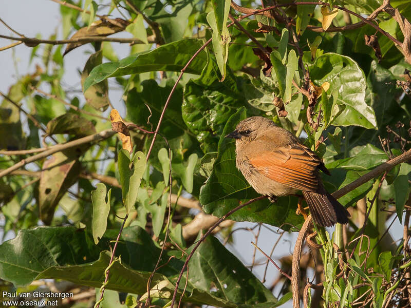 Greyish Baywingadult