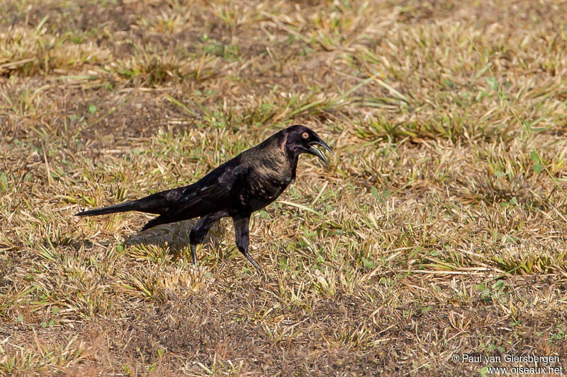 Giant Cowbird