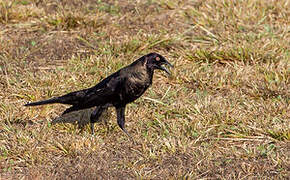 Giant Cowbird