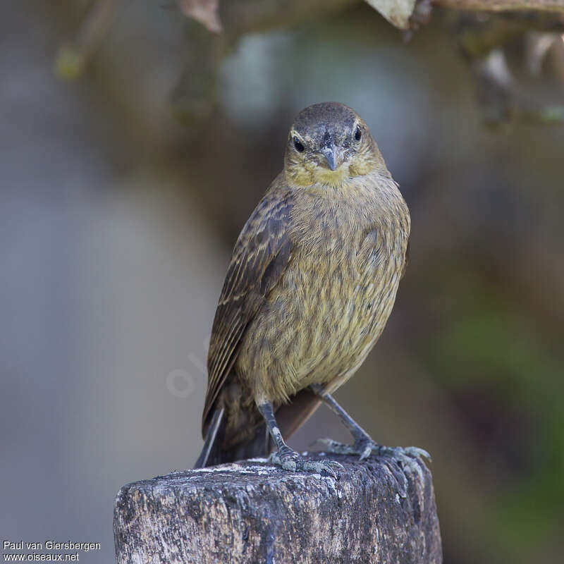 Shiny Cowbirdjuvenile, close-up portrait