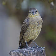 Shiny Cowbird