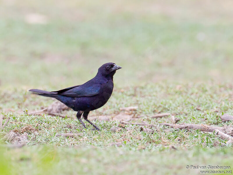 Shiny Cowbird