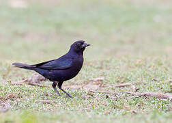 Shiny Cowbird