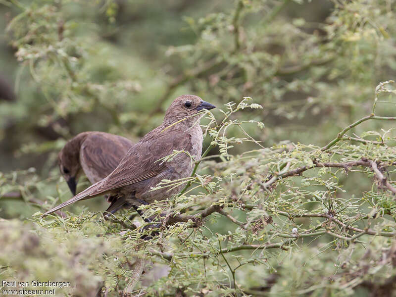 Shiny Cowbird, pigmentation