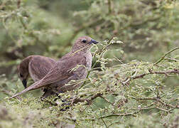 Shiny Cowbird