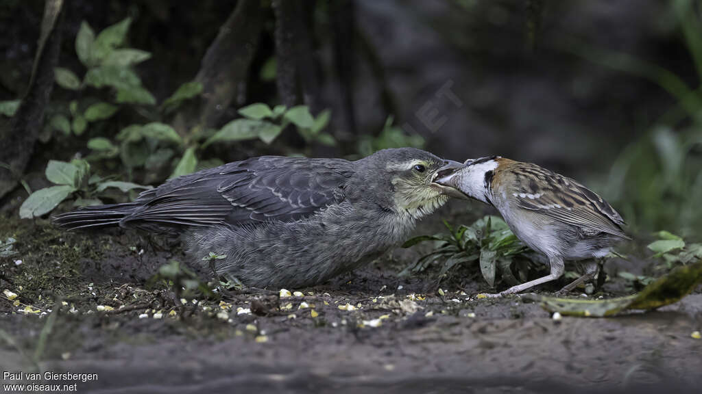 Vacher luisantjuvénile, mange, r. parasite