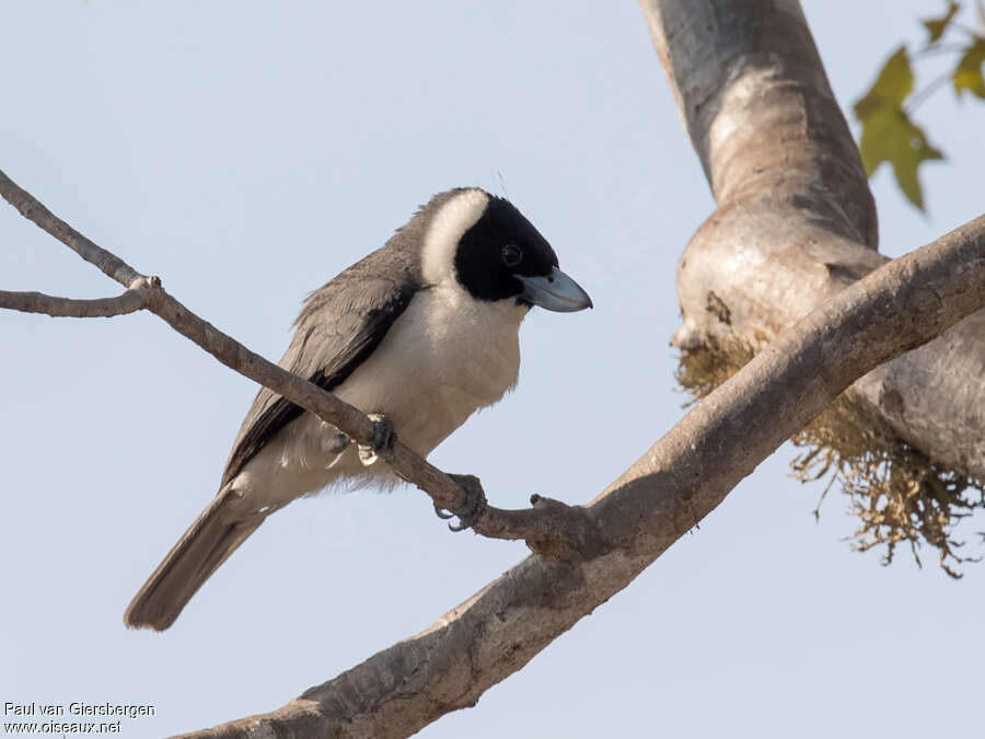 Vanga de Lafresnaye mâle adulte, identification