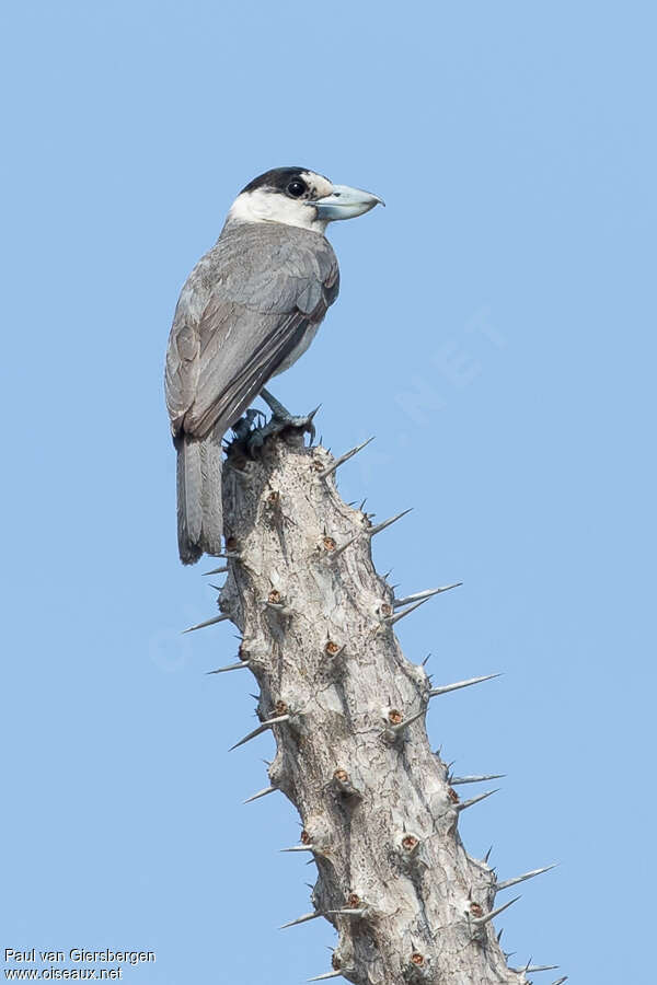 Lafresnaye's Vanga female adult, identification