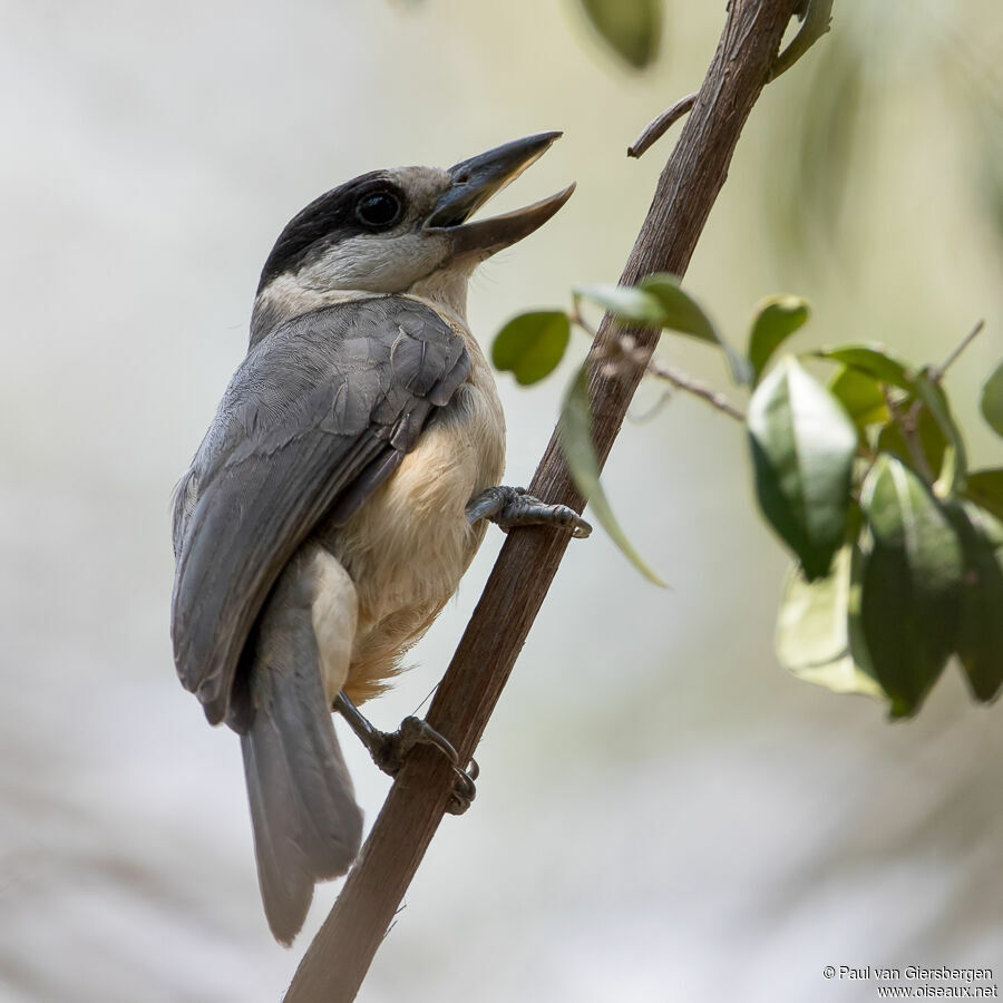 Van Dam's Vanga female adult