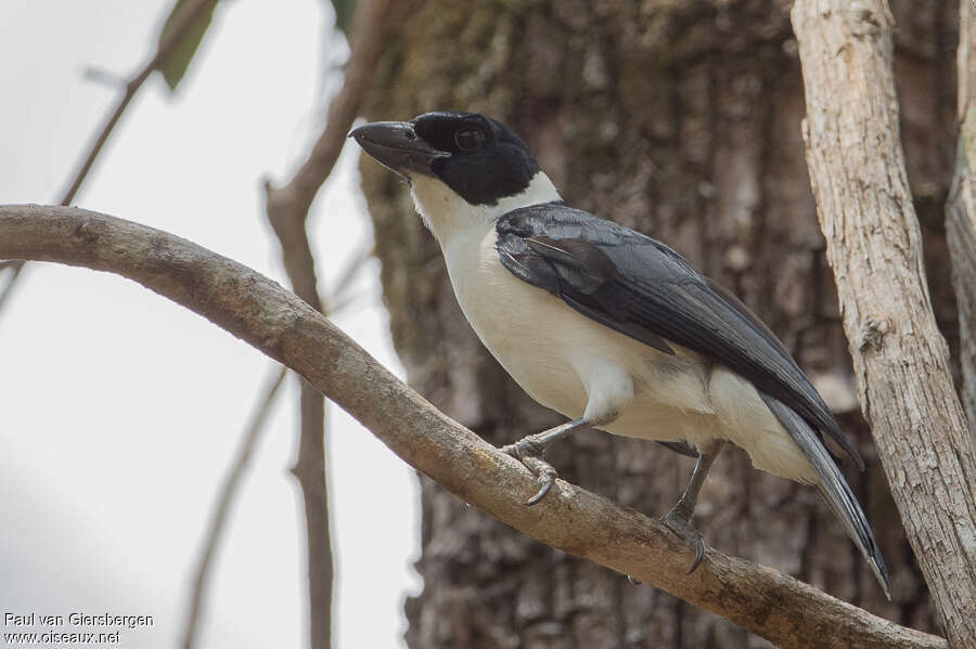 Vanga de Van Dam mâle adulte, identification