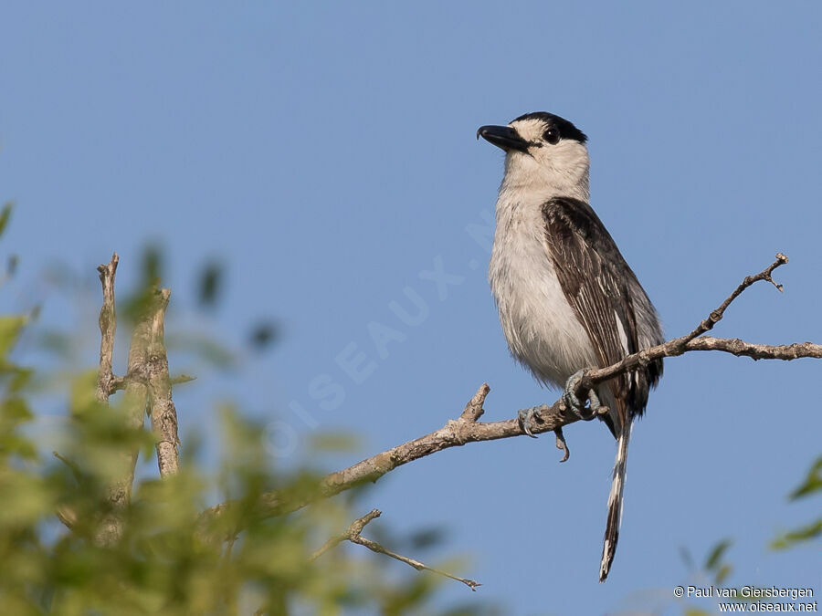 Hook-billed Vangaadult