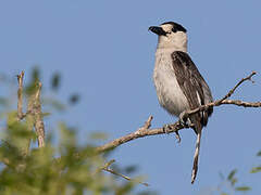 Hook-billed Vanga