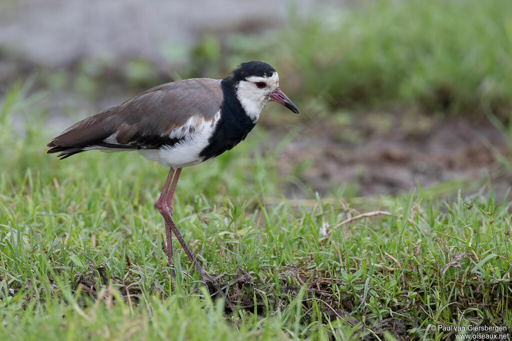 Vanneau à ailes blanchesadulte