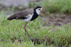 Long-toed Lapwing