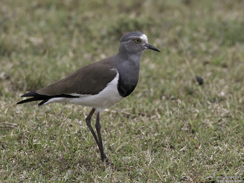 Vanneau à ailes noiresadulte