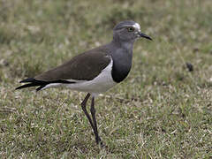 Black-winged Lapwing