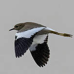 Vanneau à queue blanche