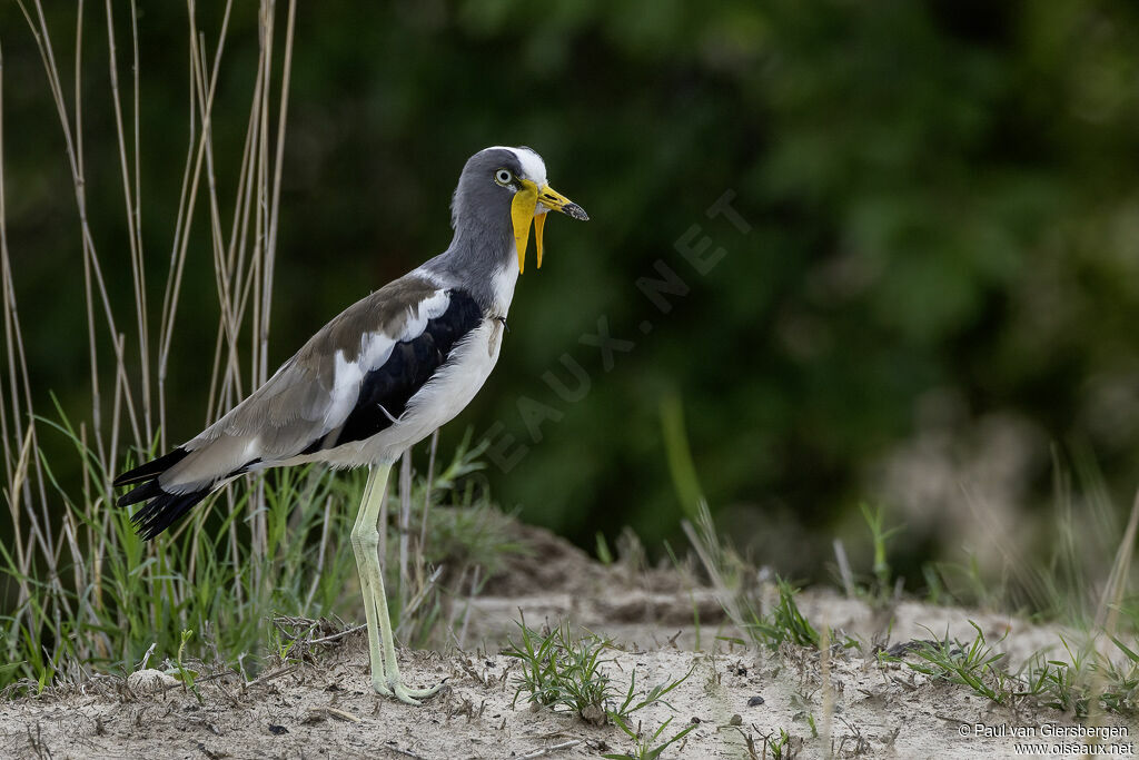 White-crowned Lapwingadult