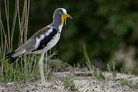 White-crowned Lapwing