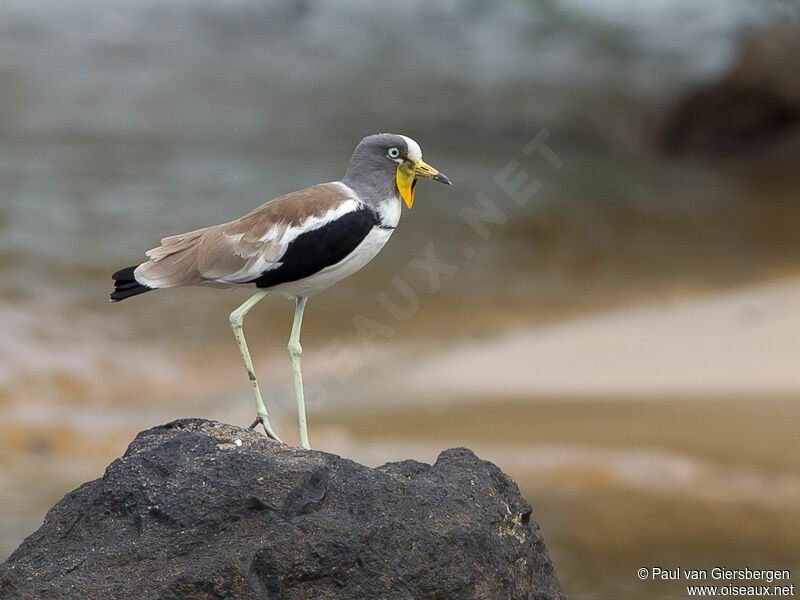 White-crowned Lapwing