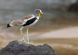 White-crowned Lapwing