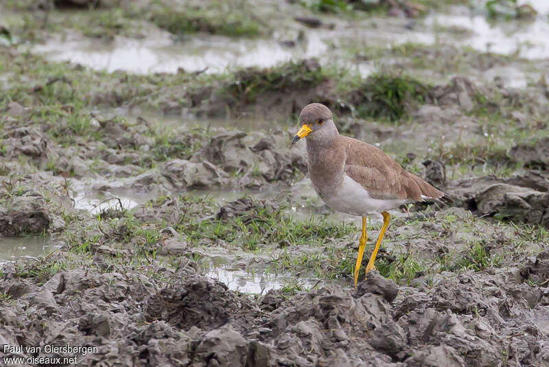 Grey-headed Lapwingadult, habitat, walking