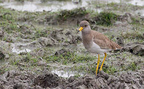 Grey-headed Lapwing