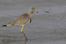 Vanneau à tête grise