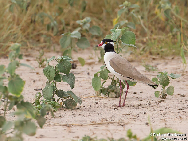 Black-headed Lapwing