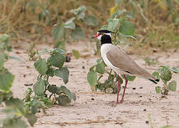 Black-headed Lapwing