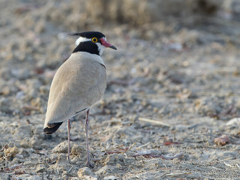 Black-headed Lapwing