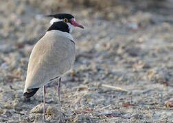 Black-headed Lapwing