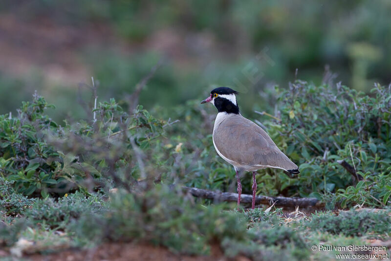 Black-headed Lapwing