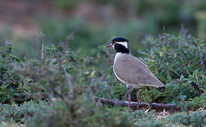 Black-headed Lapwing