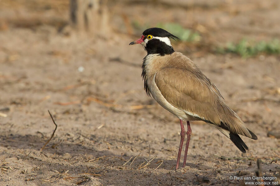 Black-headed Lapwing