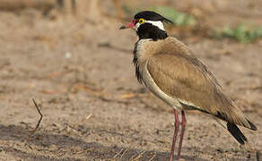 Black-headed Lapwing