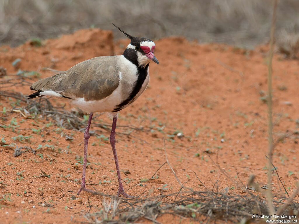 Black-headed Lapwingadult